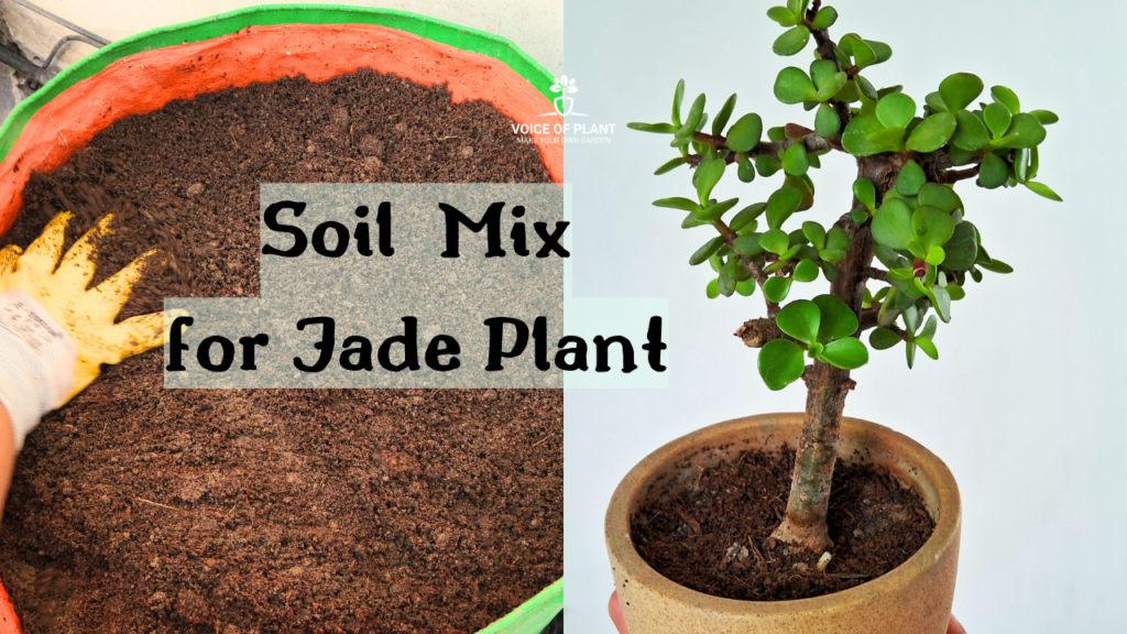 Soil mix jade plant