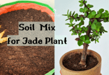 Soil mix jade plant