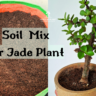 Soil mix jade plant