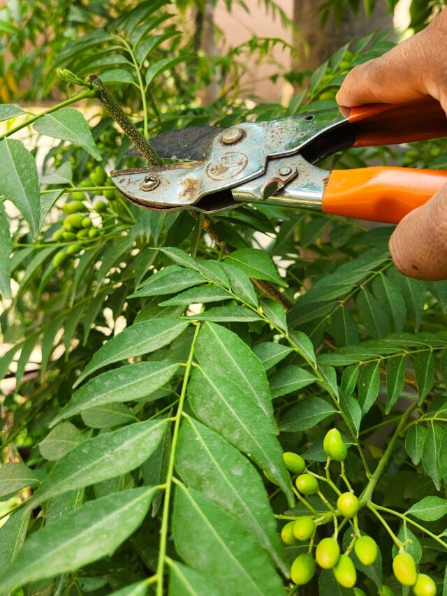 How To Prune A Curry Leaf Plant To Make It Bushy
