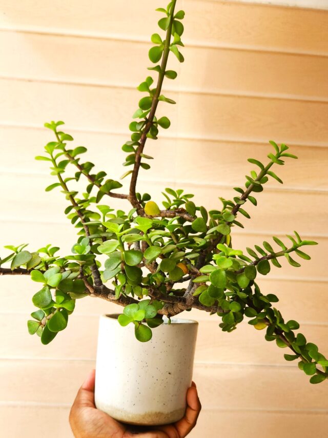 Best Fertilizers for Jade Plant for Healthy Growth