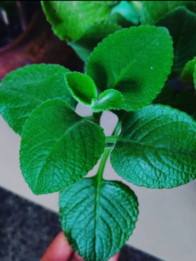 Ajwain Plant Medicinal Benefits