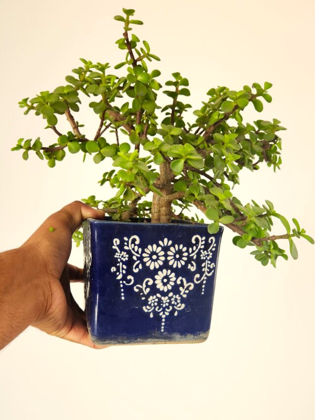 Save Your Jade Plant in Winter Season: 7 Tips