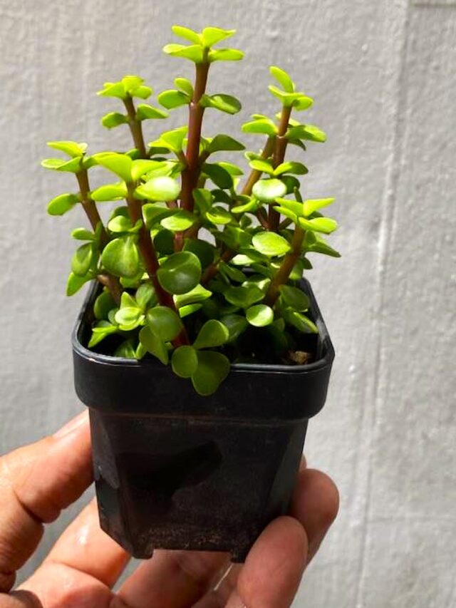 jade cutting in small pot