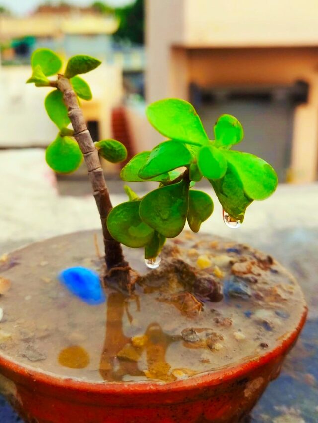 Tips to care for Jade Plant in a Rainy Season
