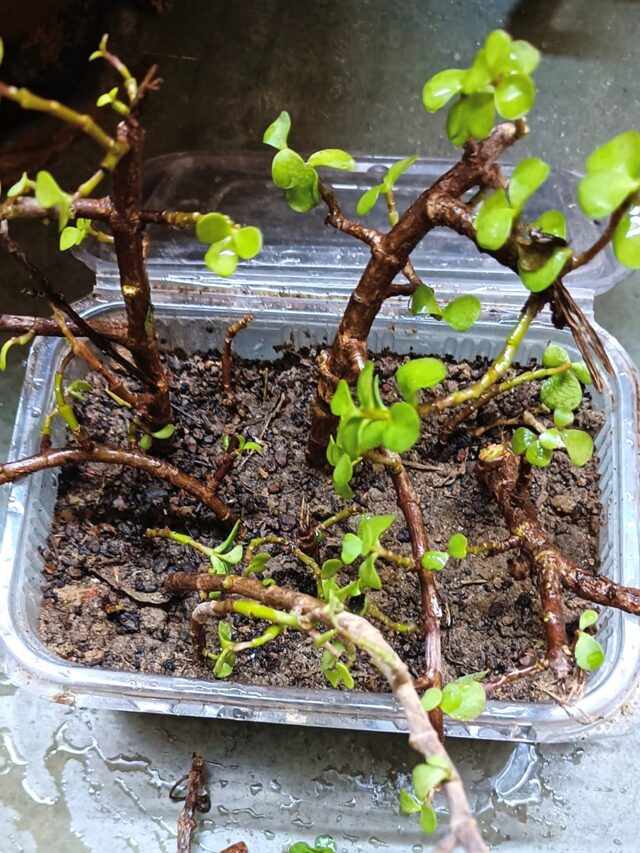 cropped-jade-plant-root-rot.jpg