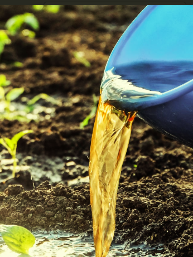 Top 6 Organic Liquid Fertilizers for Plants