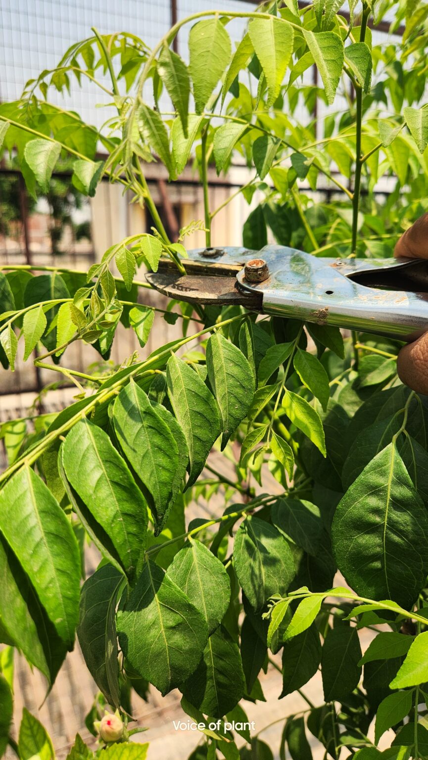 How To Prune A Curry Leaf Plant To Make It Bushy Voice of Plant
