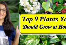9 Plants You Should Grow at Home
