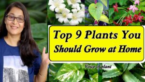 9 Plants You Should Grow at Home