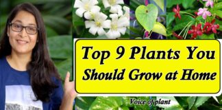 9 Plants You Should Grow at Home