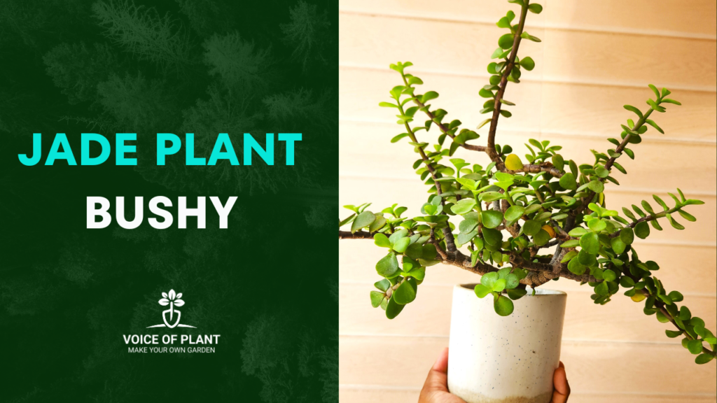 Jade plant bushy
