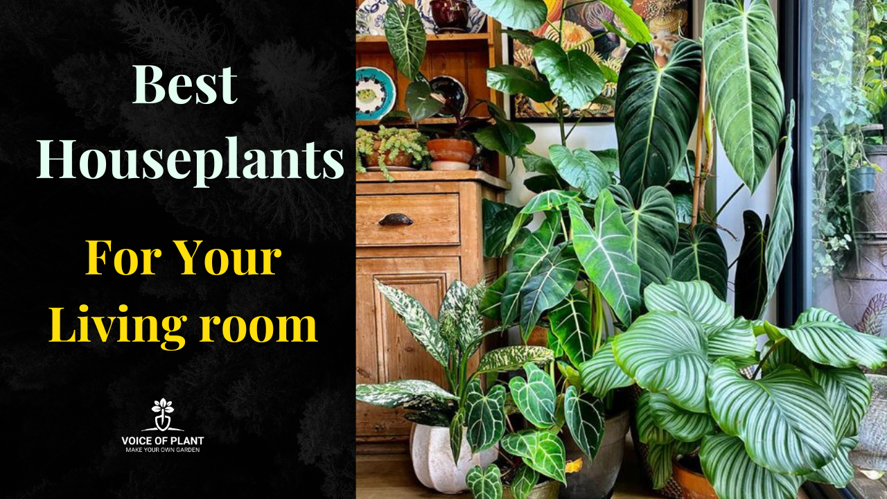 best houseplants for living room