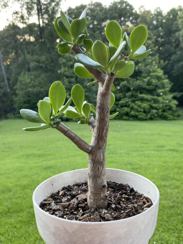 Crassula ovata outside