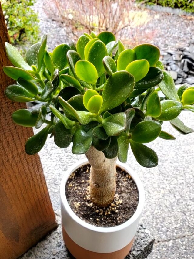 Crassula ovata pot outdoor