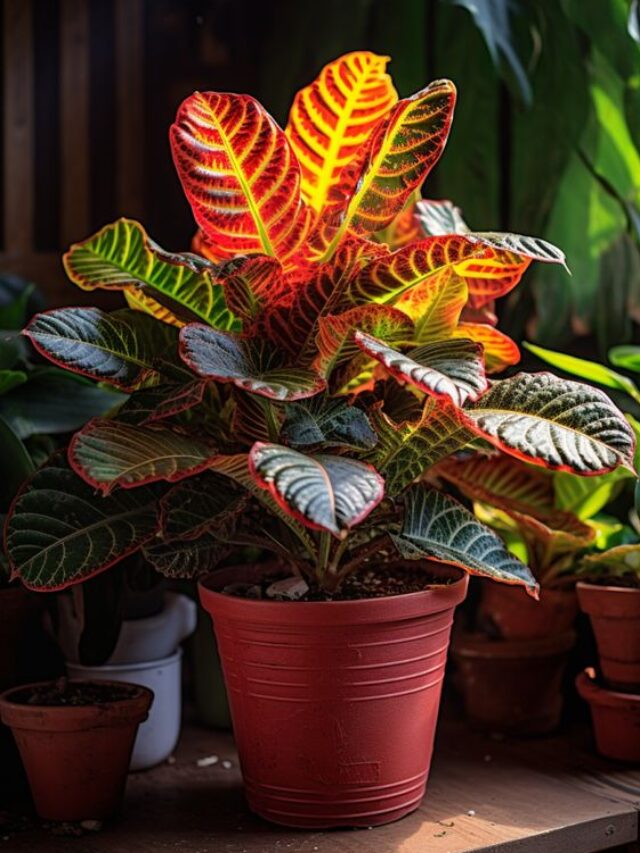 Is Croton Indoor or Outdoor Plant?
