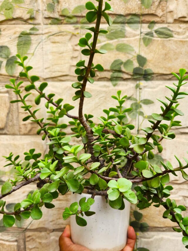 jade plant bushy1