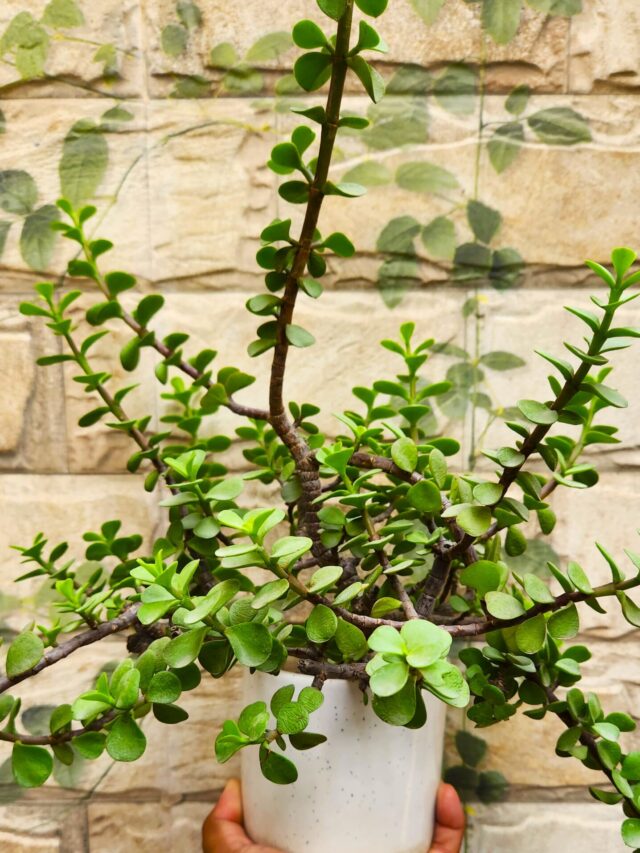 6 Tips to Grow Jade Plant Faster