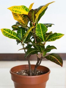 Croton plant