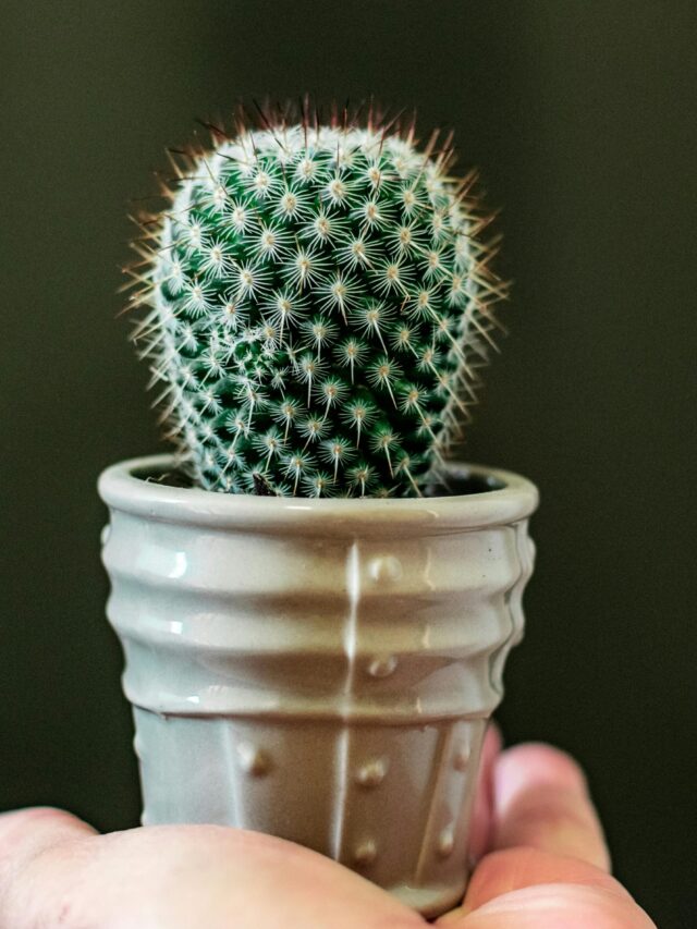 Does Cactus Need Sunlight Everyday?