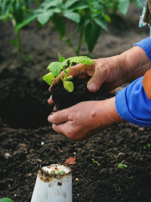 Check These Easy Monsoon Gardening Tips for Beginners