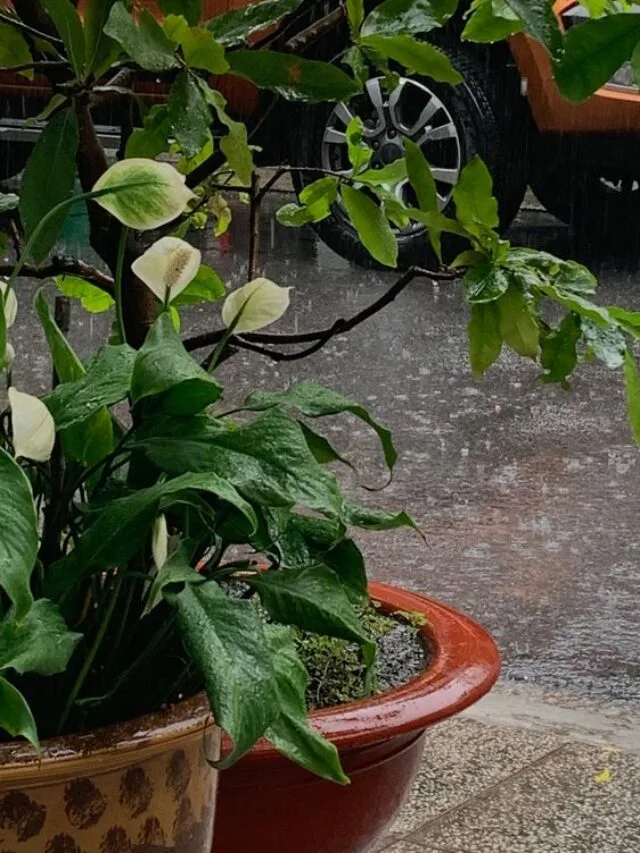 10 Plants to Protect from Rain During Monsoon