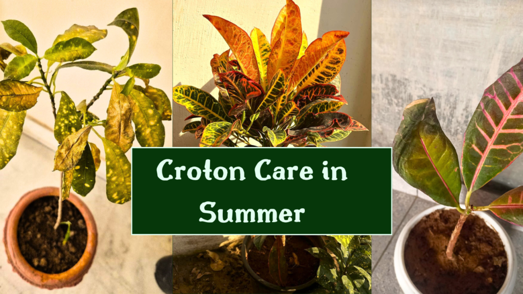 croton plant care