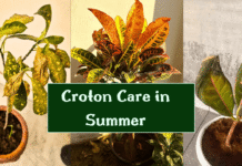 croton plant care