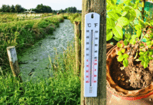 Care plant in extreme summer