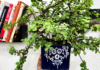 jade plant bushy and healthy