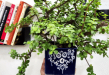 jade plant bushy and healthy