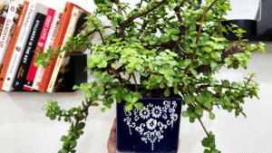 jade plant bushy and healthy
