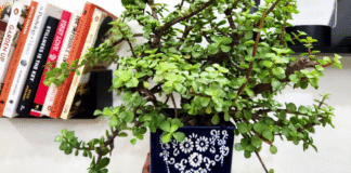 jade plant bushy and healthy