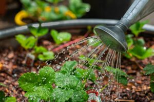 Self watering System