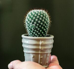 Cactus light