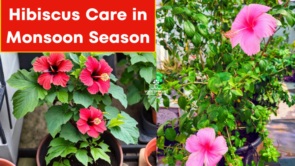 Hibiscus plant care in monsoon season
