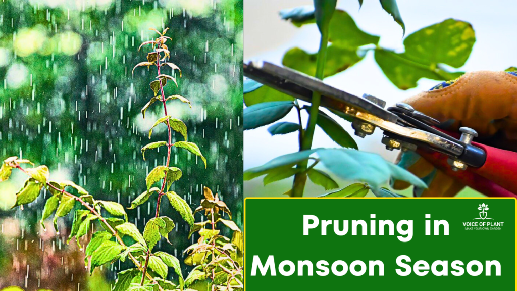 Pruning of Plants During the Monsoon Season