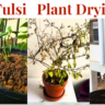 Tulsi plant drying thumbnail (1)