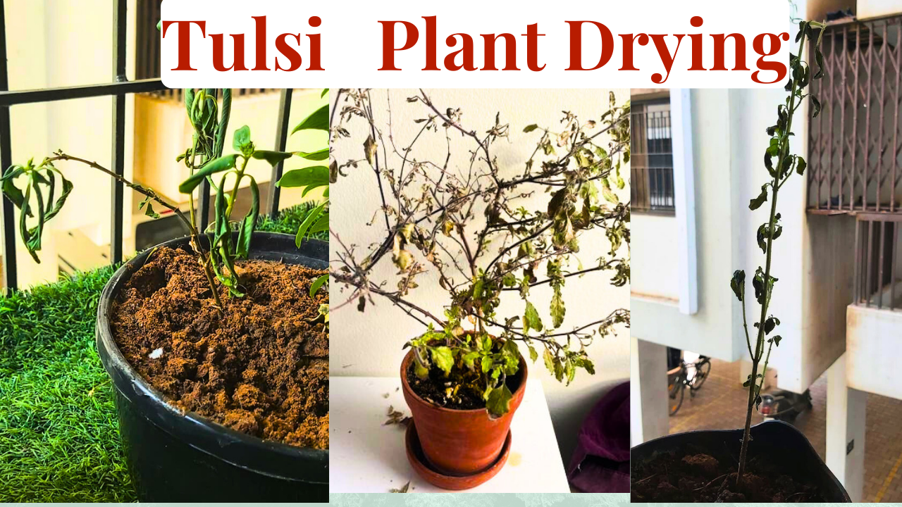 Tulsi plant drying thumbnail (1)