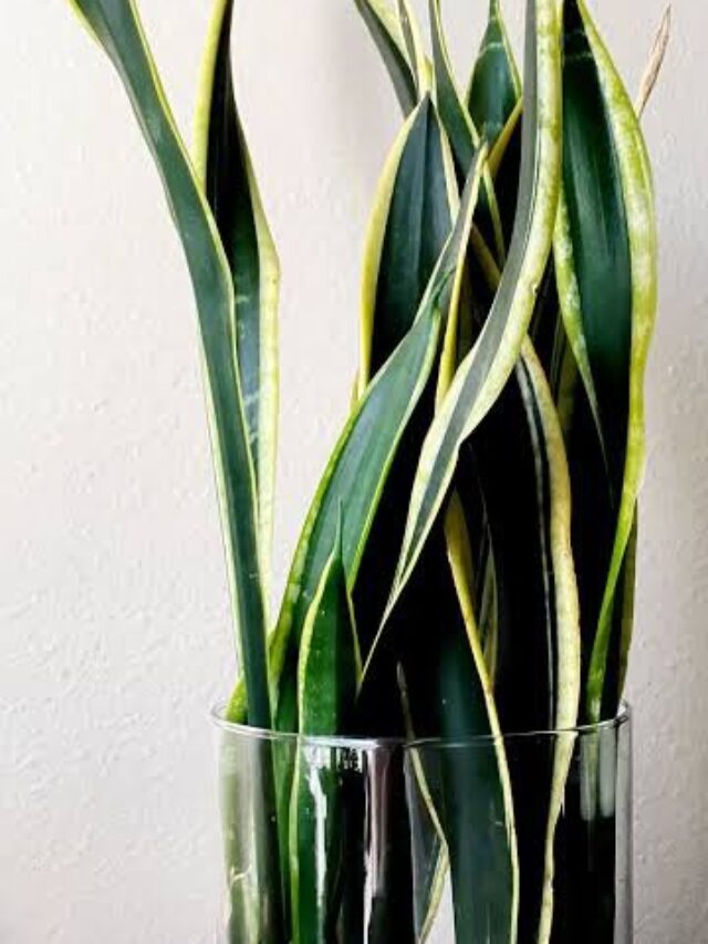 Myth Busted: Is Keeping Snake Plant at Home is Good or Bad?