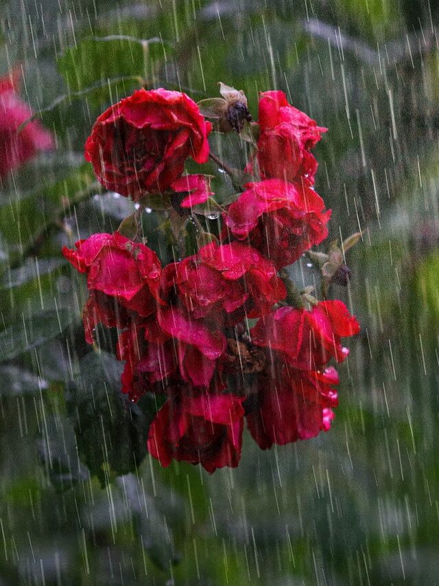 Why Rainwater is Best For Plants? Check Here Voice of Plant
