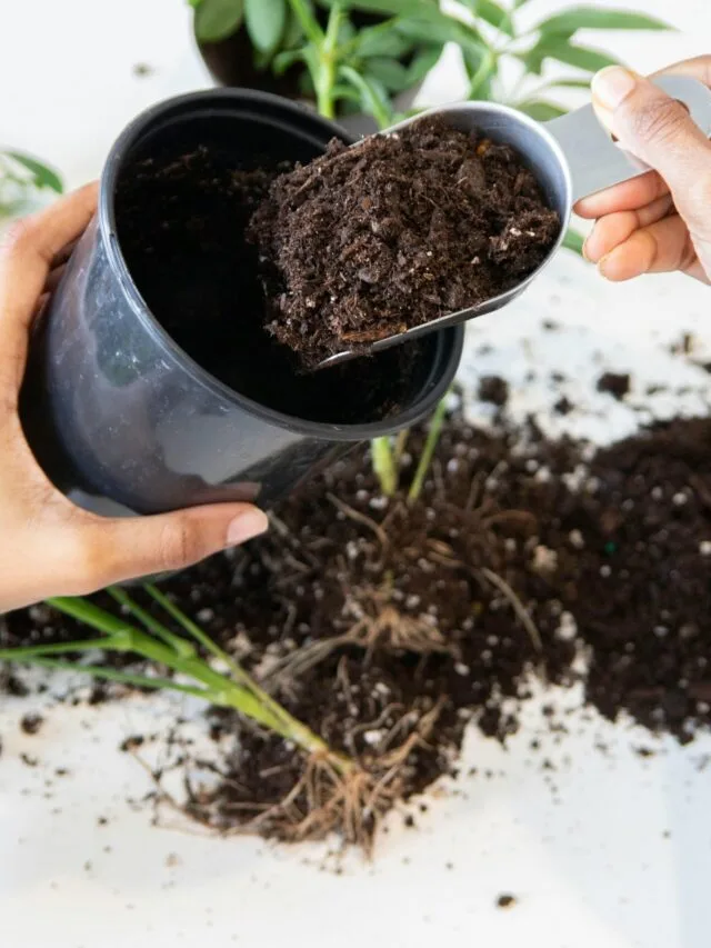 5 Simple Steps To Make Perfect Soil Mix for Indoor Plants