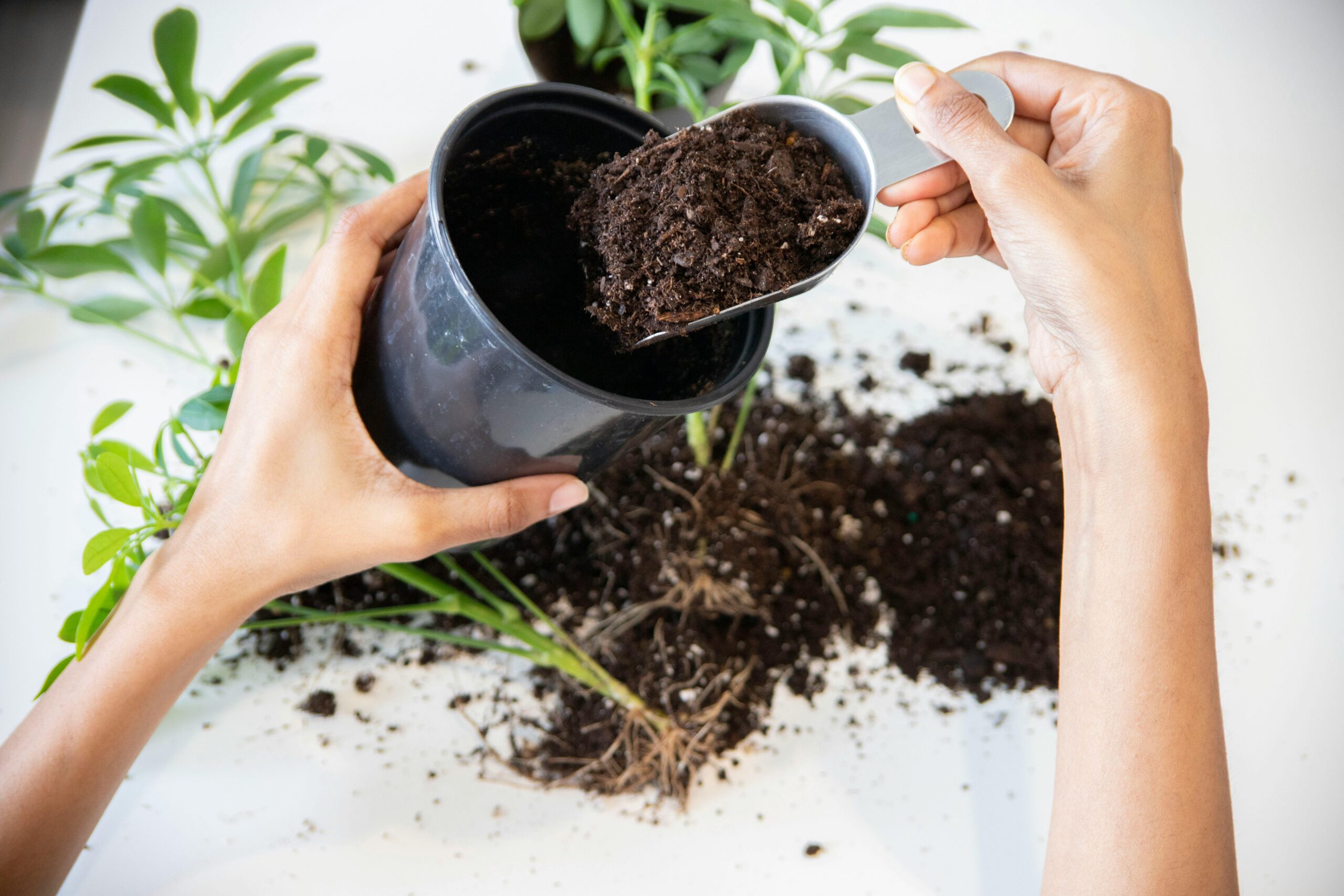 How to Repot a Plant How to Repot a Plant