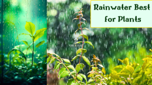 rainwater best for plants