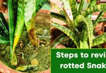 How to Revive a Rotted Snake Plant? Check 7 Steps to Save Snake Plant rotted snake plant
