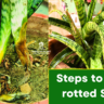 rotted snake plant