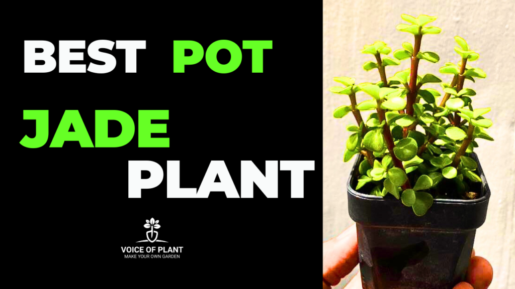 Best Pot Size for Jade Plant