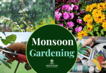 Monsoon Gardening: 16 Tips for Healthy Plants