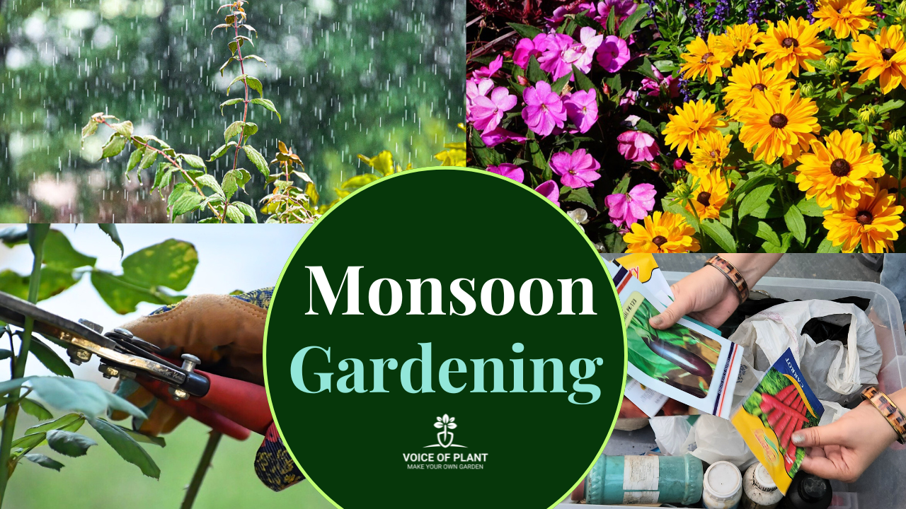 Monsoon Gardening: 16 Tips for Healthy Plants