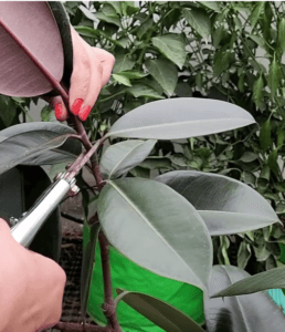 pruning of rubber plant